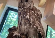 Kőhalmy Vadászati Múzeum Sopron