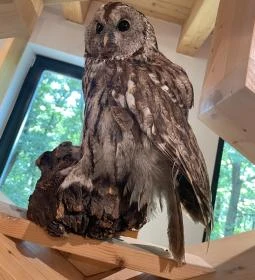 Kőhalmy Vadászati Múzeum