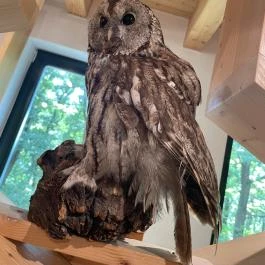 Kőhalmy Vadászati Múzeum Sopron - Egyéb