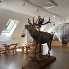 Kőhalmy Vadászati Múzeum Sopron - Egyéb