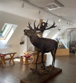 Kőhalmy Vadászati Múzeum