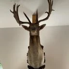 Kőhalmy Vadászati Múzeum Sopron - Egyéb