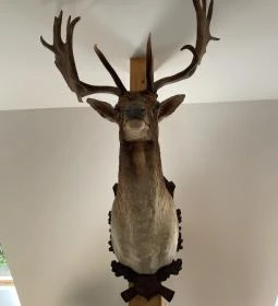 Kőhalmy Vadászati Múzeum