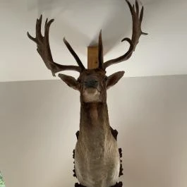 Kőhalmy Vadászati Múzeum Sopron - Egyéb