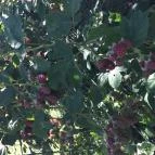 Kustánygyöngye Vendégház Kehidakustány - Környék