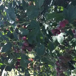 Kustánygyöngye Vendégház Kehidakustány - Környék