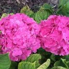 Kustánygyöngye Vendégház Kehidakustány - Környék