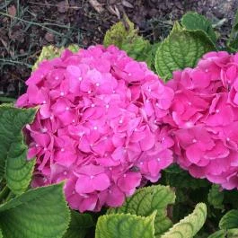 Kustánygyöngye Vendégház Kehidakustány - Környék