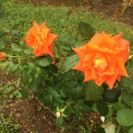 De La Motte kastély Noszvaj - Egyéb