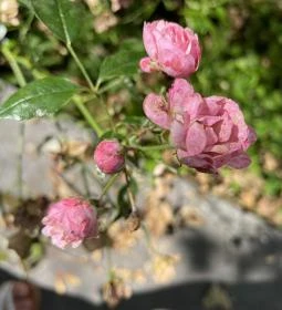 Lillafüredi függőkert 