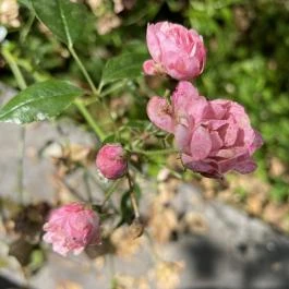 Lillafüredi függőkert Lillafüred - Egyéb