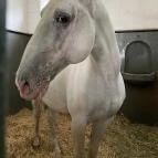 Lipicai Lótenyésztés Történeti Kiállítás Szilvásvárad - Egyéb