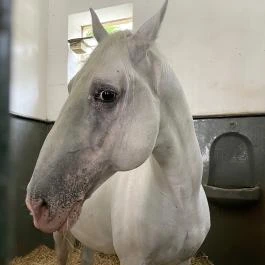 Lipicai Lótenyésztés Történeti Kiállítás, Szilvásvárad - Egyéb