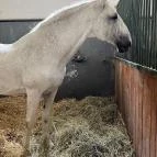 Lipicai Lótenyésztés Történeti Kiállítás Szilvásvárad - Egyéb