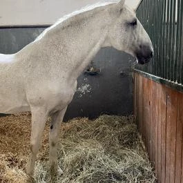 Lipicai Lótenyésztés Történeti Kiállítás, Szilvásvárad - Egyéb