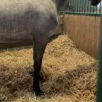 Lipicai Lótenyésztés Történeti Kiállítás Szilvásvárad - Egyéb