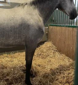 Lipicai Lótenyésztés Történeti Kiállítás