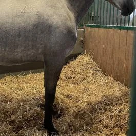 Lipicai Lótenyésztés Történeti Kiállítás, Szilvásvárad - Egyéb