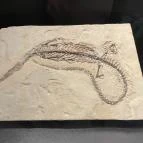 Magyar Természettudományi Múzeum Budapest - Egyéb