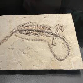 Magyar Természettudományi Múzeum Budapest - Egyéb