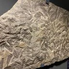 Magyar Természettudományi Múzeum Budapest - Egyéb