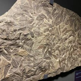 Magyar Természettudományi Múzeum Budapest - Egyéb