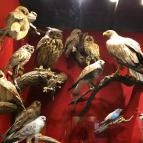 MTM Bakonyi Természettudományi Múzeuma Zirc - 