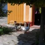 Ópusztaszeri Nemzeti Történeti Emlékpark Ópusztaszer - 