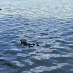 Öreg-tó Tata - Egyéb