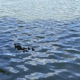 Öreg-tó, Tata - Egyéb