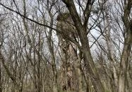 Pákozdi Pagony Kilátó Pákozd