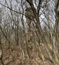 Pákozdi Pagony Kilátó