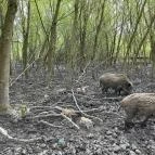 Pákozdi Pagony Vadaspark és Arborétum Pákozd - Egyéb