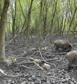 Pákozdi Pagony Vadaspark és Arborétum
