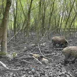 Pákozdi Pagony Vadaspark és Arborétum, Pákozd - Egyéb