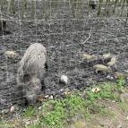 Pákozdi Pagony Vadaspark és Arborétum Pákozd - Egyéb