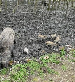 Pákozdi Pagony Vadaspark és Arborétum