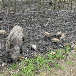 Pákozdi Pagony Vadaspark és Arborétum, Pákozd - Egyéb