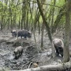 Pákozdi Pagony Vadaspark és Arborétum Pákozd - Egyéb