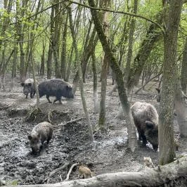Pákozdi Pagony Vadaspark és Arborétum, Pákozd - Egyéb