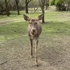 Pákozdi Pagony Vadaspark és Arborétum Pákozd - Egyéb