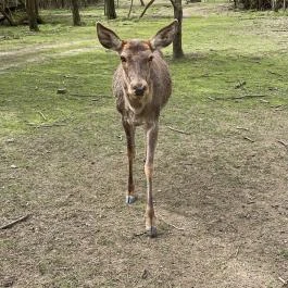Pákozdi Pagony Vadaspark és Arborétum, Pákozd - Egyéb