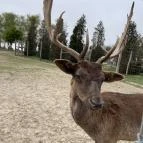 Pákozdi Pagony Vadaspark és Arborétum Pákozd - Egyéb