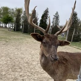 Pákozdi Pagony Vadaspark és Arborétum, Pákozd - Egyéb