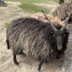 Pákozdi Pagony Vadaspark és Arborétum Pákozd - Egyéb