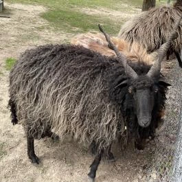 Pákozdi Pagony Vadaspark és Arborétum, Pákozd - Egyéb