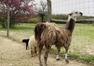 Pákozdi Pagony Vadaspark és Arborétum Pákozd