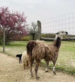 Pákozdi Pagony Vadaspark és Arborétum