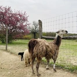 Pákozdi Pagony Vadaspark és Arborétum, Pákozd - Egyéb