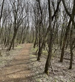 Pákozdi Pagony Vadaspark és Arborétum